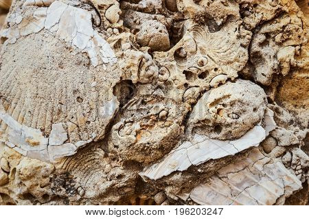 Fossilized Remains Of Seashells