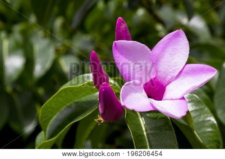 Tropical Purple Flower, Blooming
