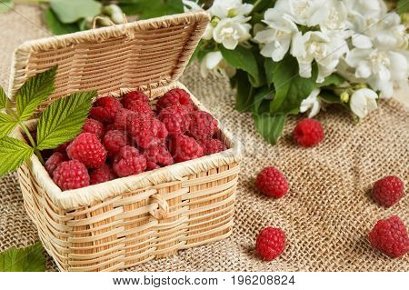 Fresh raspberries in a wicker box and honey green leaves.