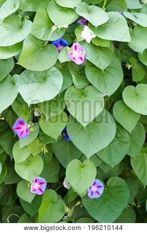 Background of colorful flowers Ipomoea closeup.Green leaf and purple flower of convolvulaceae plant.Many small flower on the green background