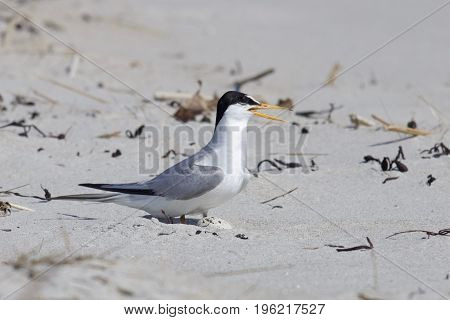 An endangered least tern at a breeding colony on the beach in summer with one egg in a nest on the sand.
