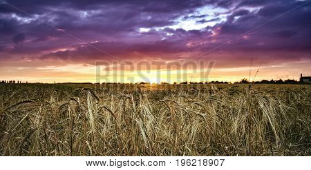 Sun setting on wheat fields in rural England