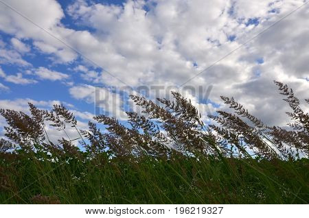 A Lot Of Stems From Green Reeds Grow From The River Water Under The Cloudy Blue Sky. Unmatched Reeds
