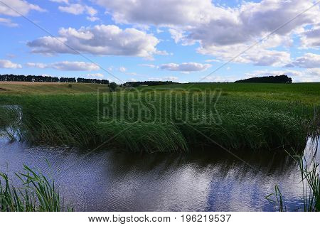 A Lot Of Stems From Green Reeds Grow From The River Water Under The Cloudy Blue Sky. Unmatched Reeds
