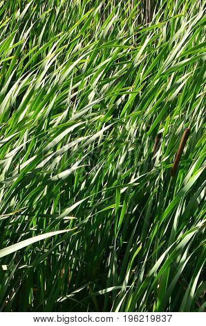 A Lot Of Stems From Green Reeds. Unmatched Reeds With Long Stems