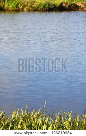 A Lot Of Stems From Green Reeds Grow From The River Water. Unmatched Reeds With Long Stems