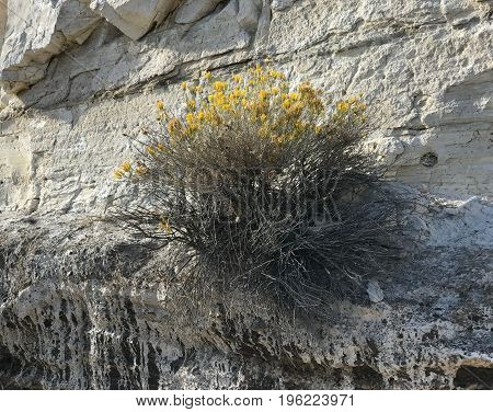 A bunch of Rabbitbrush growing out of the side of a white chalky cliff in Central Oregon on a sunny fall day.