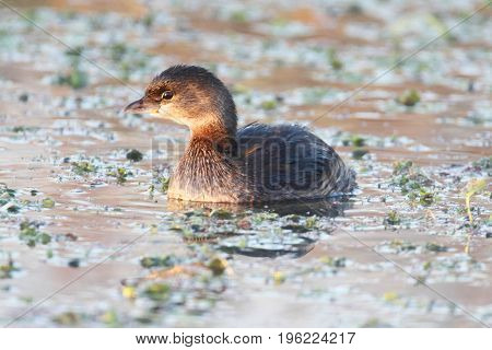 Pied-billed Grebe (Podilymbus podiceps) swimming in a lake