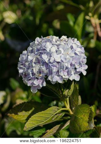 Beautiful Pale Violet Hydrangea flower at Doi Inthanon Thailand