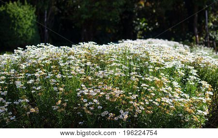 White daisy flowers at Doi Inthanon Thailand