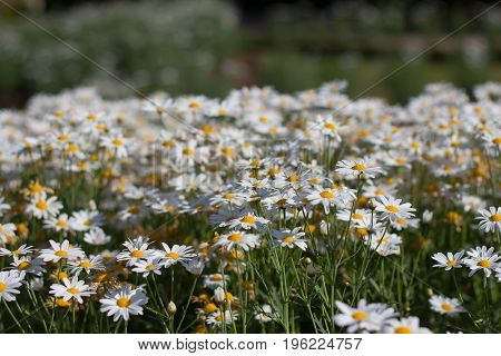 White daisy flowers at Doi Inthanon Thailand