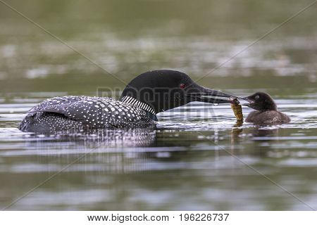 A Week-old Common Loon Chick Is Fed A Fish By One Of Its Parents - Ontario, Canada