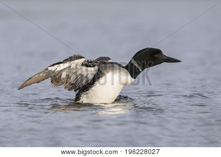 A Common Loon Flapping Its Wings To Dry Them After Preening In A Canadian Lake