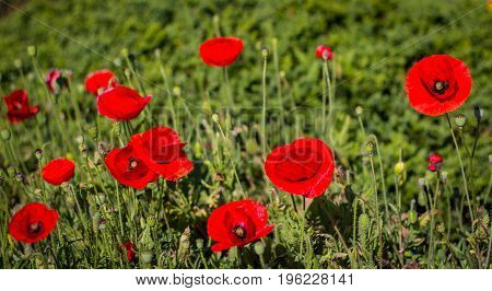 Beautiful red poppy in the garden at Doi Inthanon Thailand
