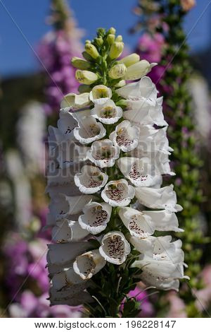 Beautiful Foxglove flowers at Doi Inthanon Thailand