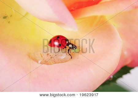 haben ein gutes Essen in eine Rose, eine rose Pflanzen Pest-Blattläuse Essen Marienkäfer