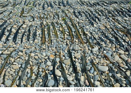 A close up of the drift-weed drying on beach.