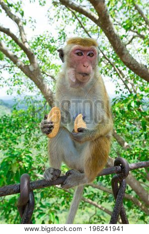 monkey on a tree