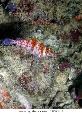 Törpe Hawkfish