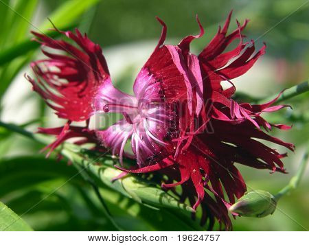 incarnadine の花