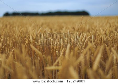 A Field Of Wheat with blue sky