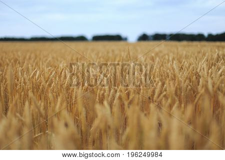 A Field Of Wheat with blue sky