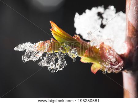 snow on the small green leaves in spring. close-up