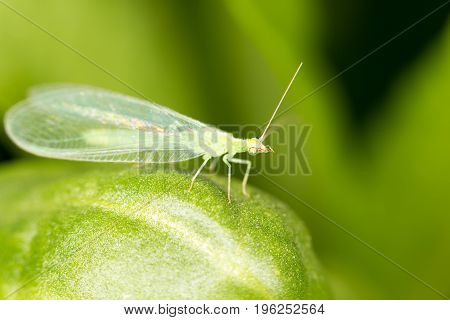 Green leaves taken lacewing flies, close-up images