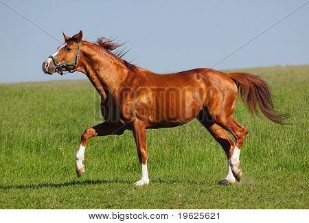 Semental Trakehner bay