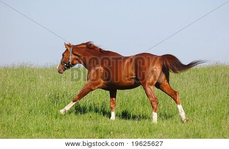 Semental Trakehner bay