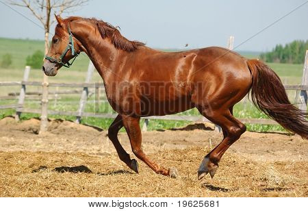 Semental Trakehner acedera