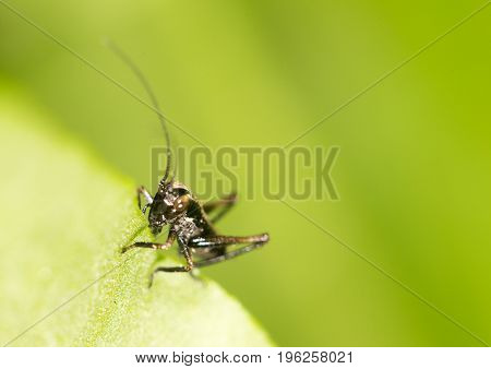 small grasshopper on a green leaf. close-up