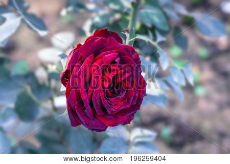 Early morning beautiful rose flower garden, dew on roses with awesome colors and verify with closer look, around fifty of verity of roses in this garden in New Delhi, India