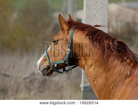 Semental Castaño Trakehner oro