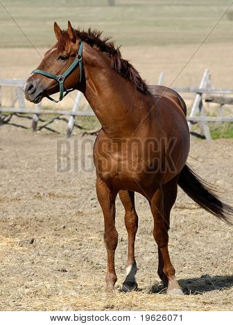 Semental Trakehner acedera