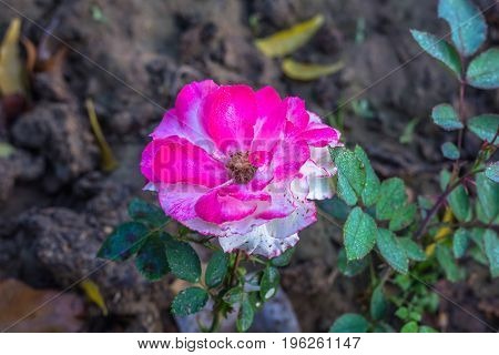 Early morning beautiful rose flower garden, dew on roses with awesome colors and verify with closer look, around fifty of verity of roses in this garden in New Delhi, India