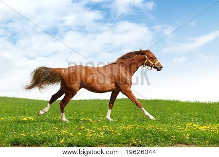 acedera trakehner potro galopa - fotomontaje realista