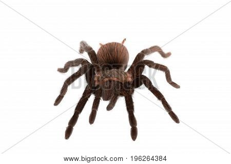 Brachypelma vagans spider Isolated on white background