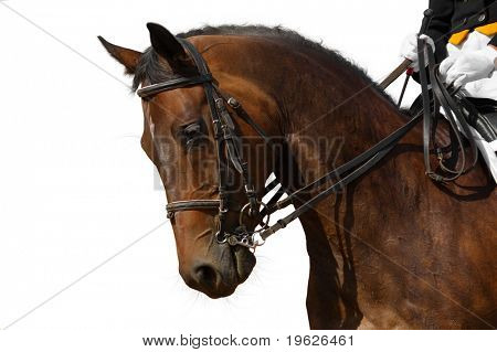 cavalo adestrado, Baía - isolado no branco