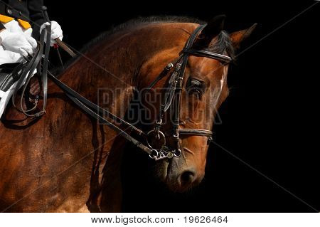 cavalo adestrado, Baía - isolado em preto