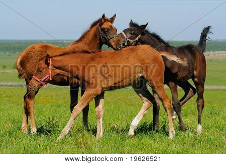 tres potros de trakehner en campo