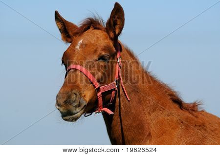 Retrato de acedera trakehner potrillo