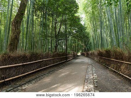 Green Bamboo forest in Japan