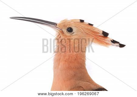 Portrait Eurasian Hoopoe