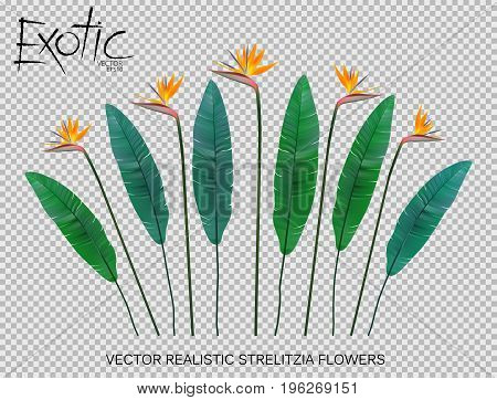 Strelitzia Reginae flower vector illustration collection isolated on transparency grid. Green leaves, yellow blossom realistic design set