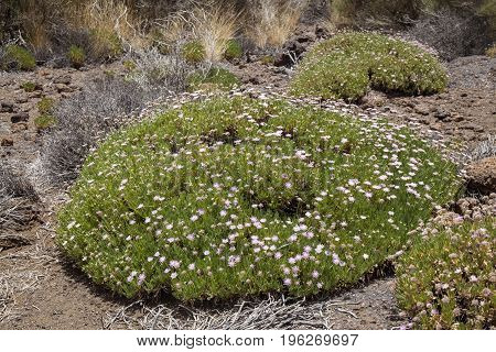 Flora of Tenerife Canary Islands - Pterocephalus lasiospermus scabious endemic to Tenerife