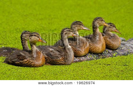 os patinhos no pântano verde