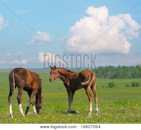 dos potros de trakehner en campo