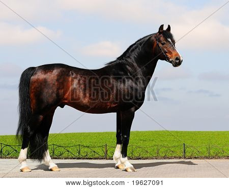 Semental Castaño trakehner - forma del caballo