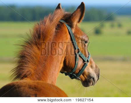 Potro Castaño trakehner en campo